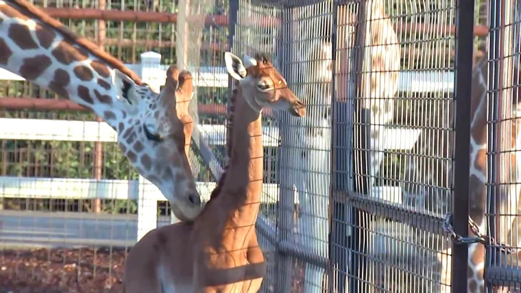 A Unique Giraffe Without Spots Receives a Fitting Name 2