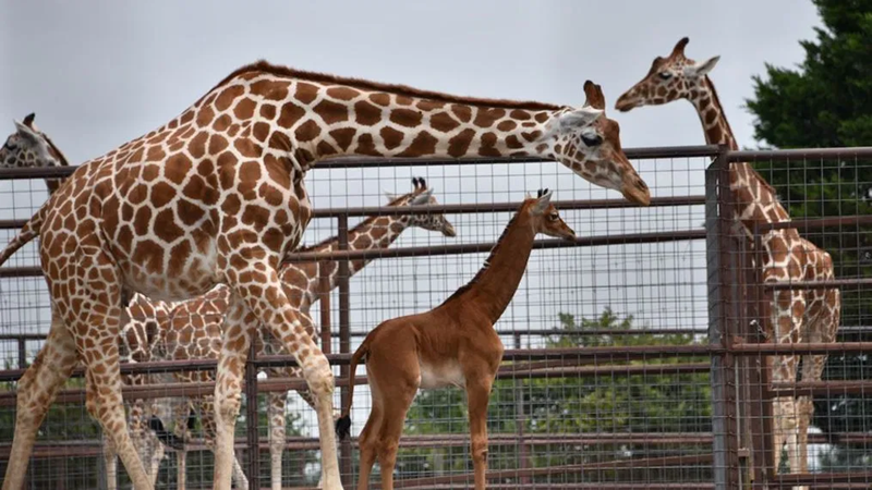 A Unique Giraffe Without Spots Receives a Fitting Name 1