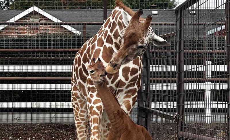 A Unique Giraffe Without Spots Receives a Fitting Name 3